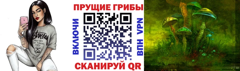 где продают   кракен tor  Псилоцибиновые грибы Cubensis  Малаховка 